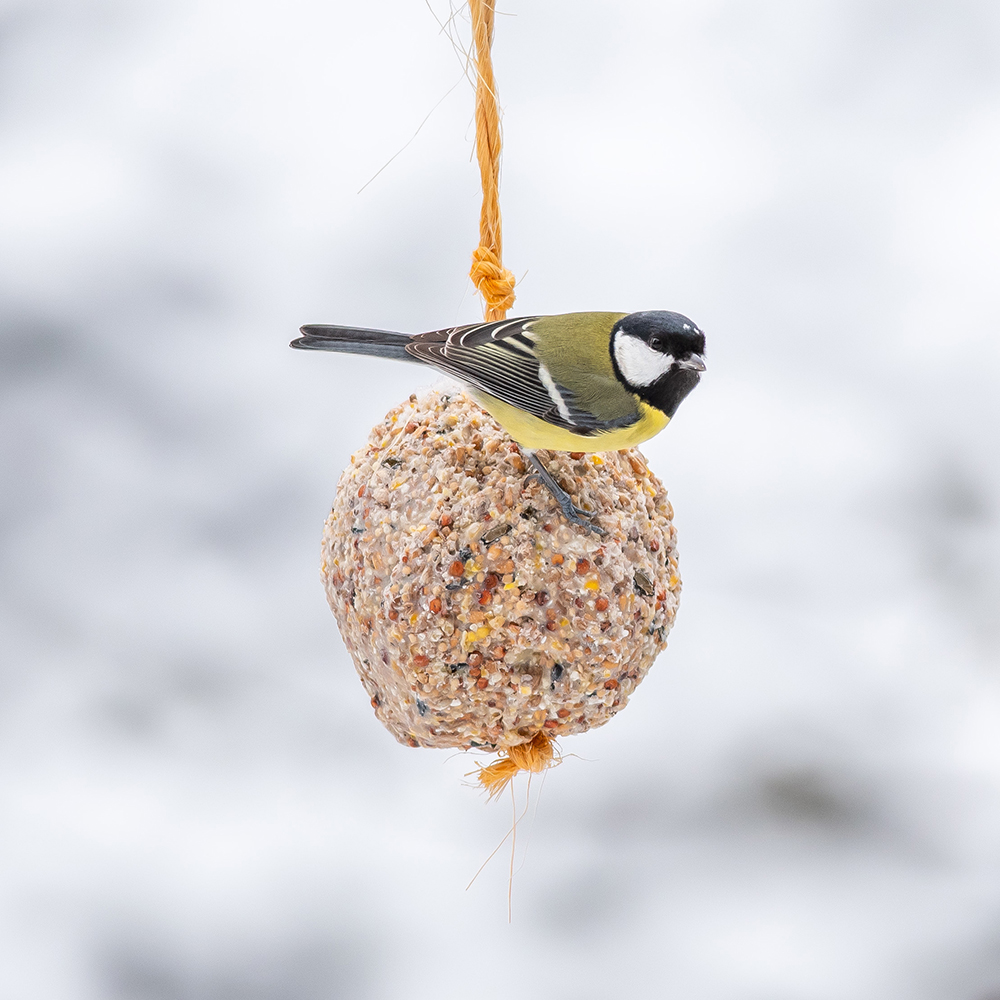 Giant Original Fat Ball on a Rope