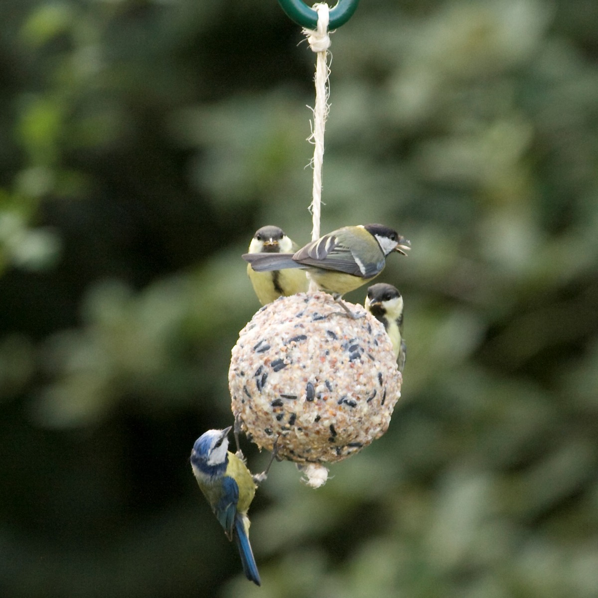 Giant Original Fat Ball on a Rope