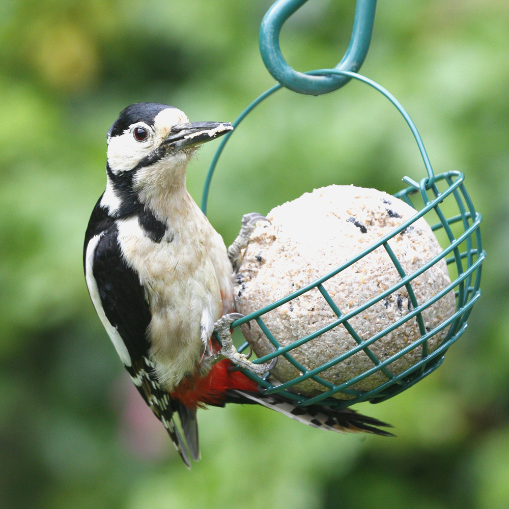 Fuglemat stor meiseboll frø 450 g (uten tau)