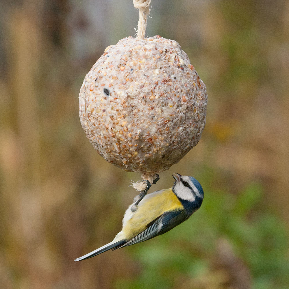 Fuglemat stor meiseboll frø 450 g (uten tau)