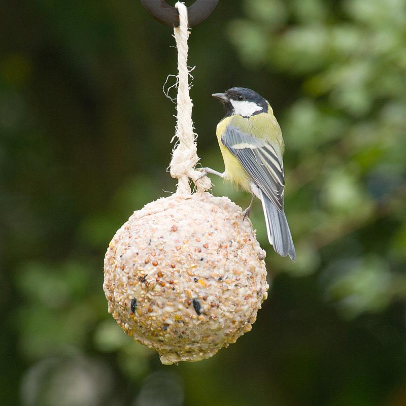 Großer Meisenknödel mit Insekten