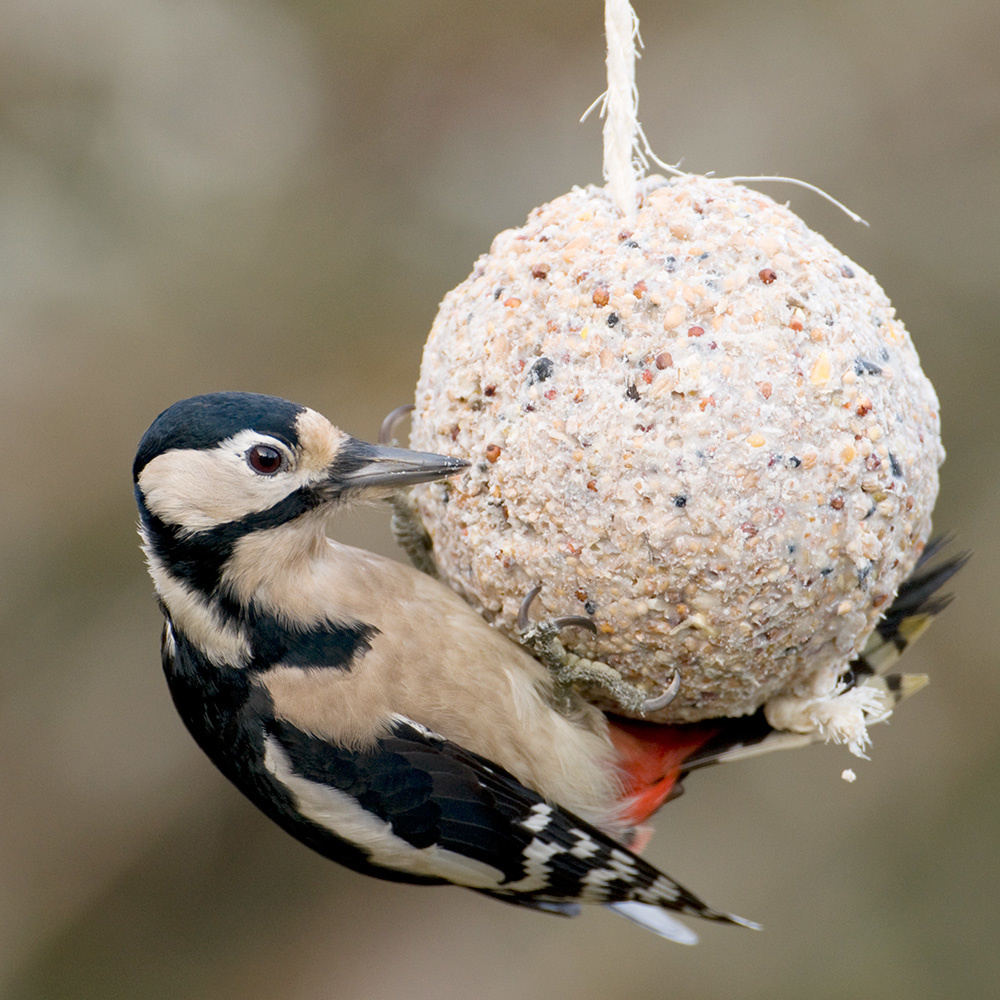 Fuglemat stor meiseboll insekter 450 g