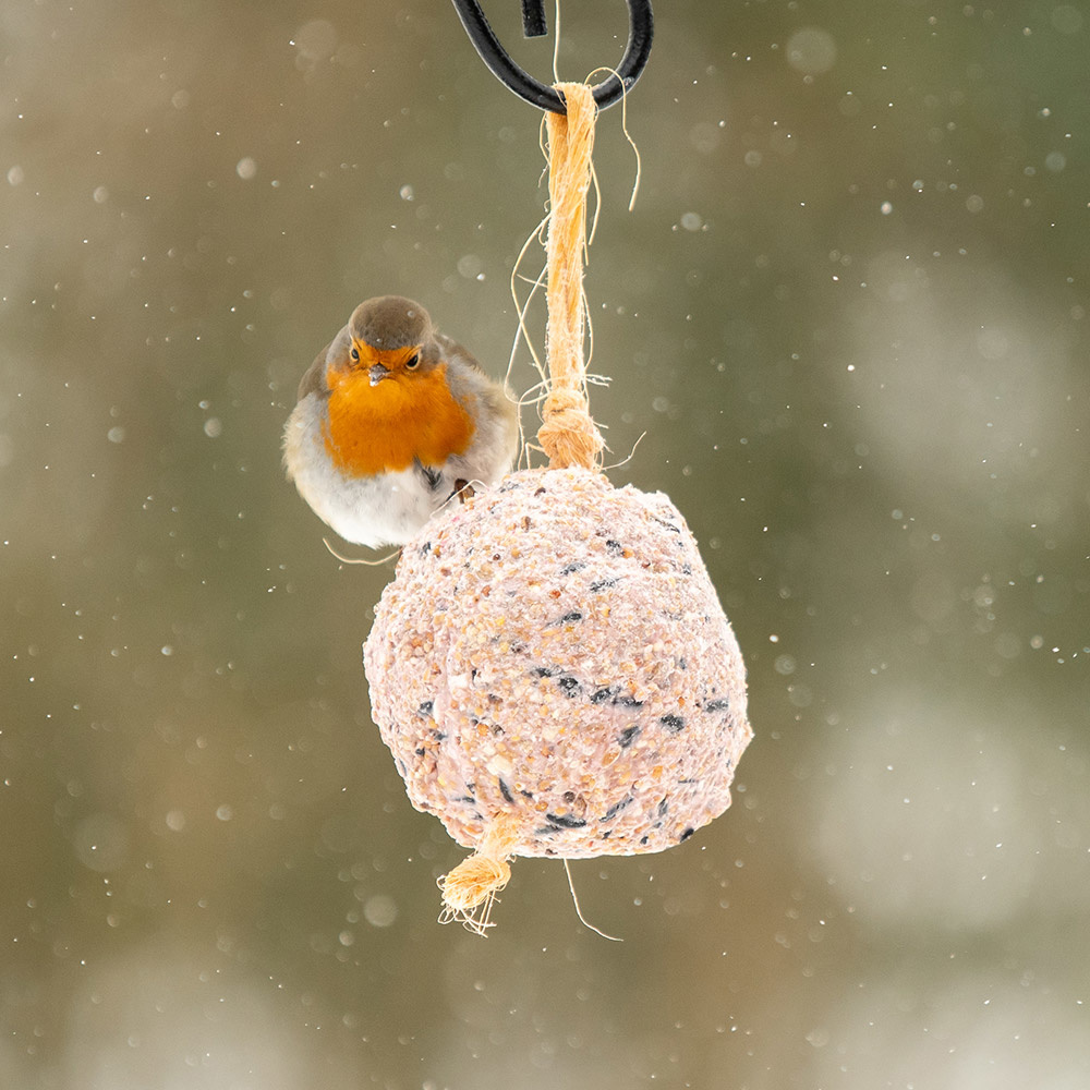 Giant Berry Fat Ball on a Rope