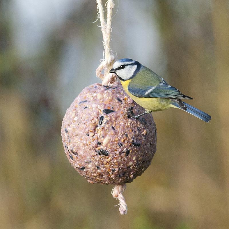 Giant Berry Fat Ball on a Rope