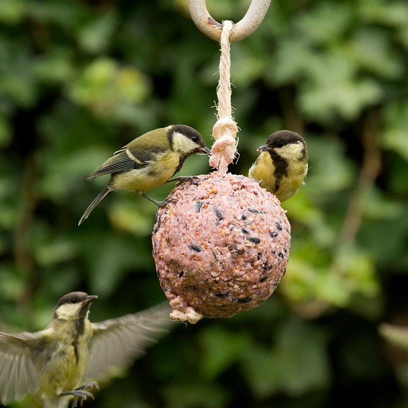 Giant Berry Fat Ball on a Rope