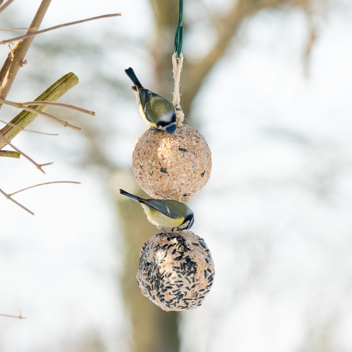 Giant Fat Balls on a Rope - Duo