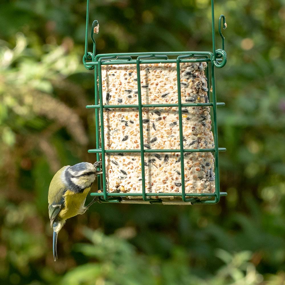 Box of 20 Suet Blocks with Sunflower Hearts