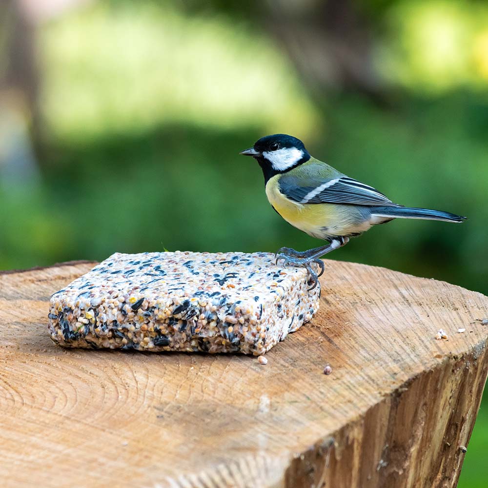 Suet Block with Sunflower Hearts 300g
