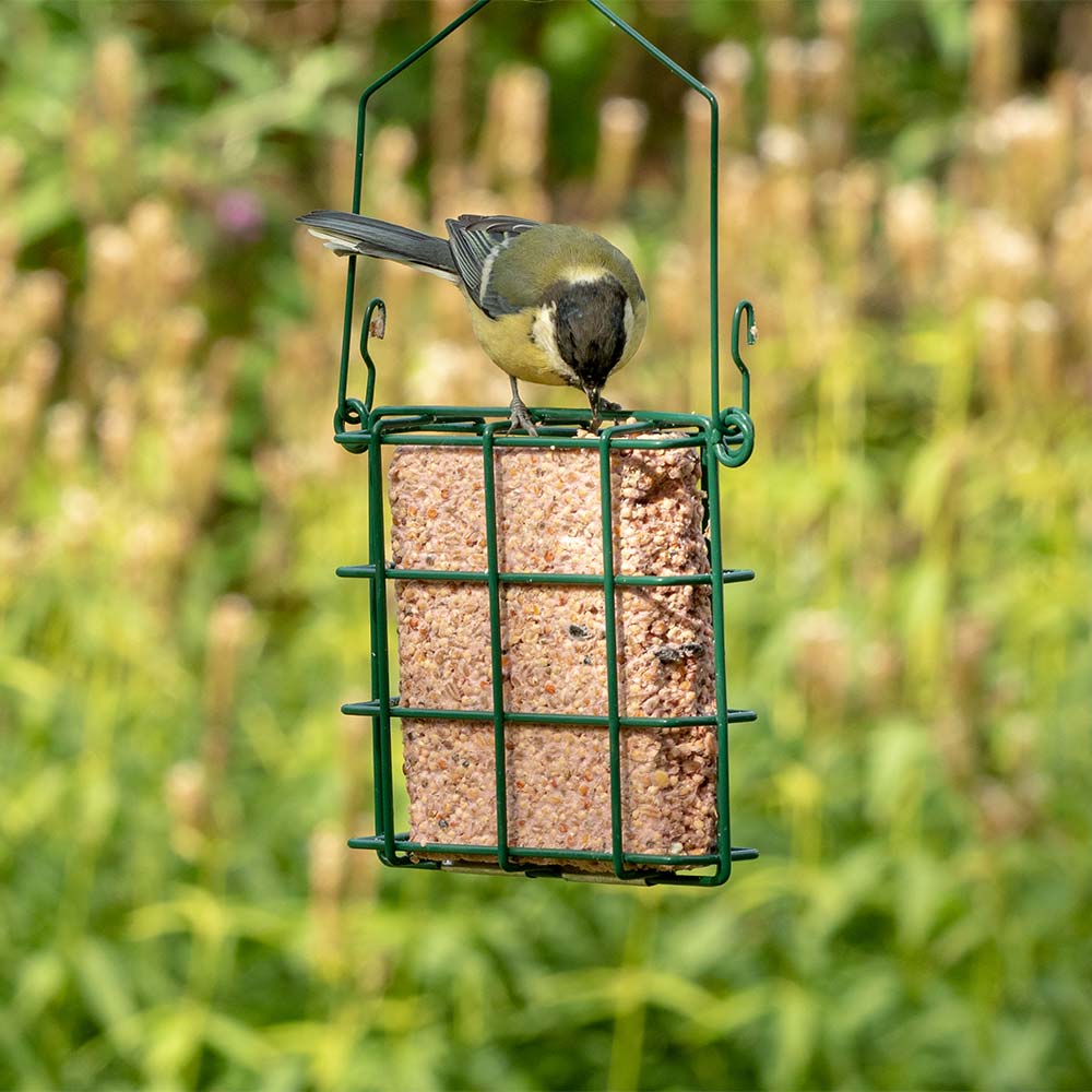 Box of 20 Suet Blocks with Forest Fruits