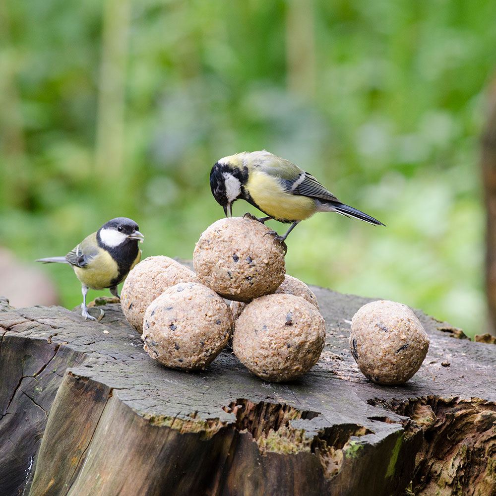 Fuglemat meiseboller med insekter 6 stk