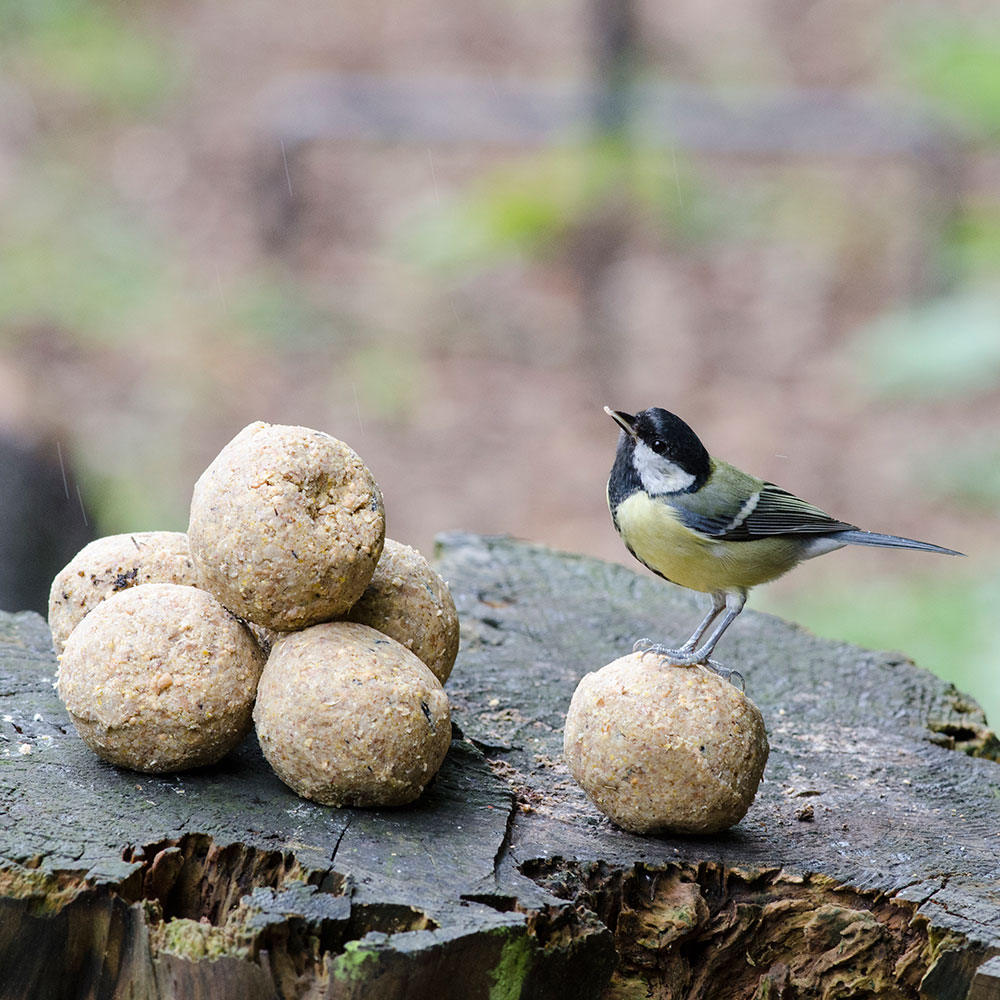 Meisenknödel mit Mehlwürmern 6 Stück