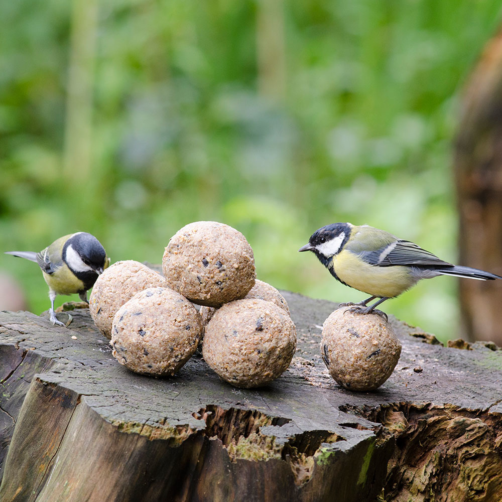 Meisenknödel mit Insekten, 50 Stück im Karton