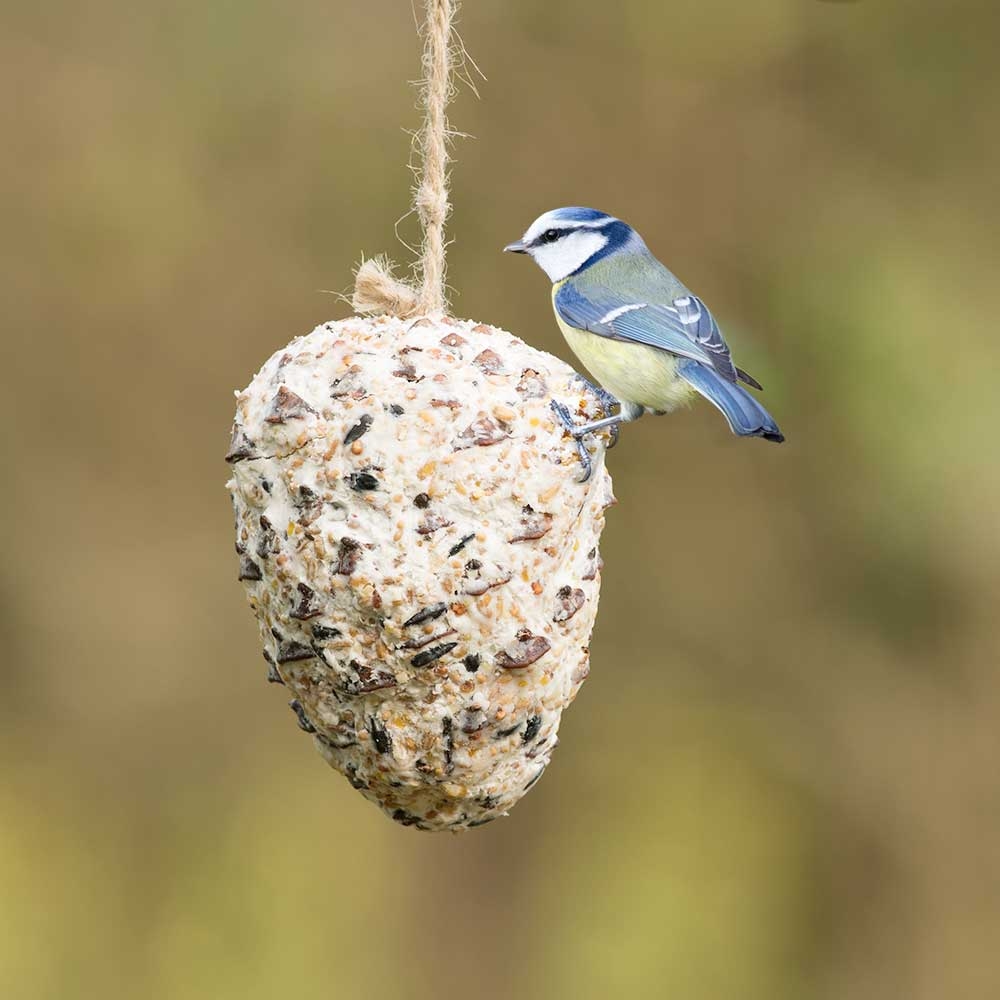 Pine Cone Suet Treat for Birds