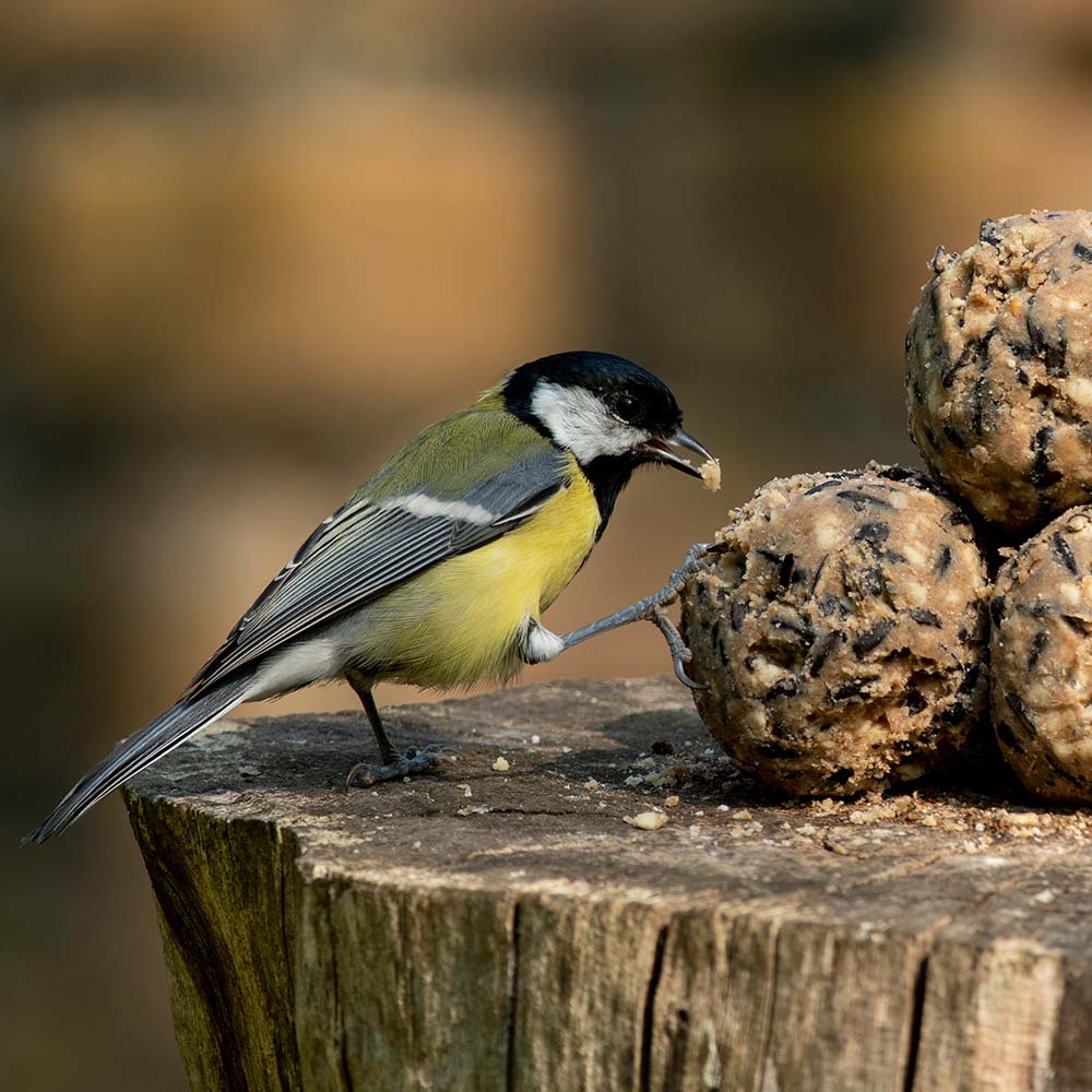 National Trust Ultimate Fat Balls - 6 Pack