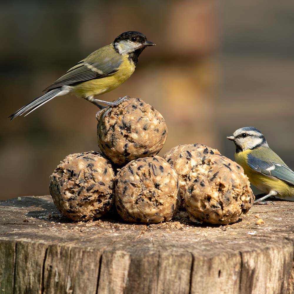 Premium-Meisenknödel, 30 Stück im Eimer