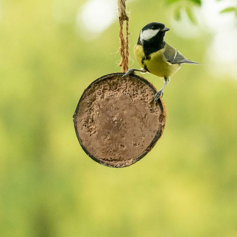 Fuglemat halv kokosnøtt med peanøttsmør