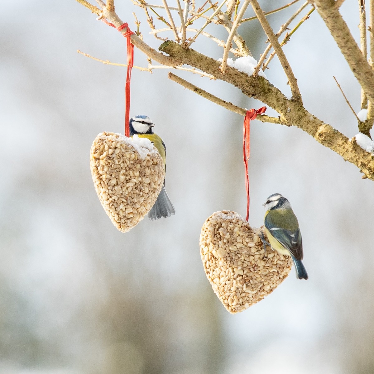 Hanging Peanut & Sunflower Heart