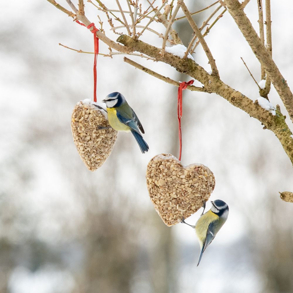 Hanging Peanut & Sunflower Heart