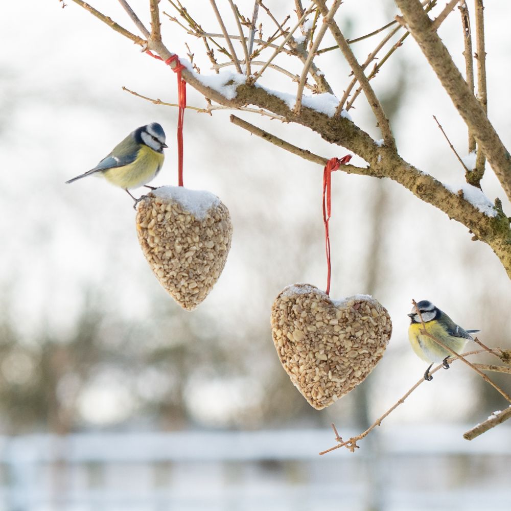 Hanging Peanut & Sunflower Heart