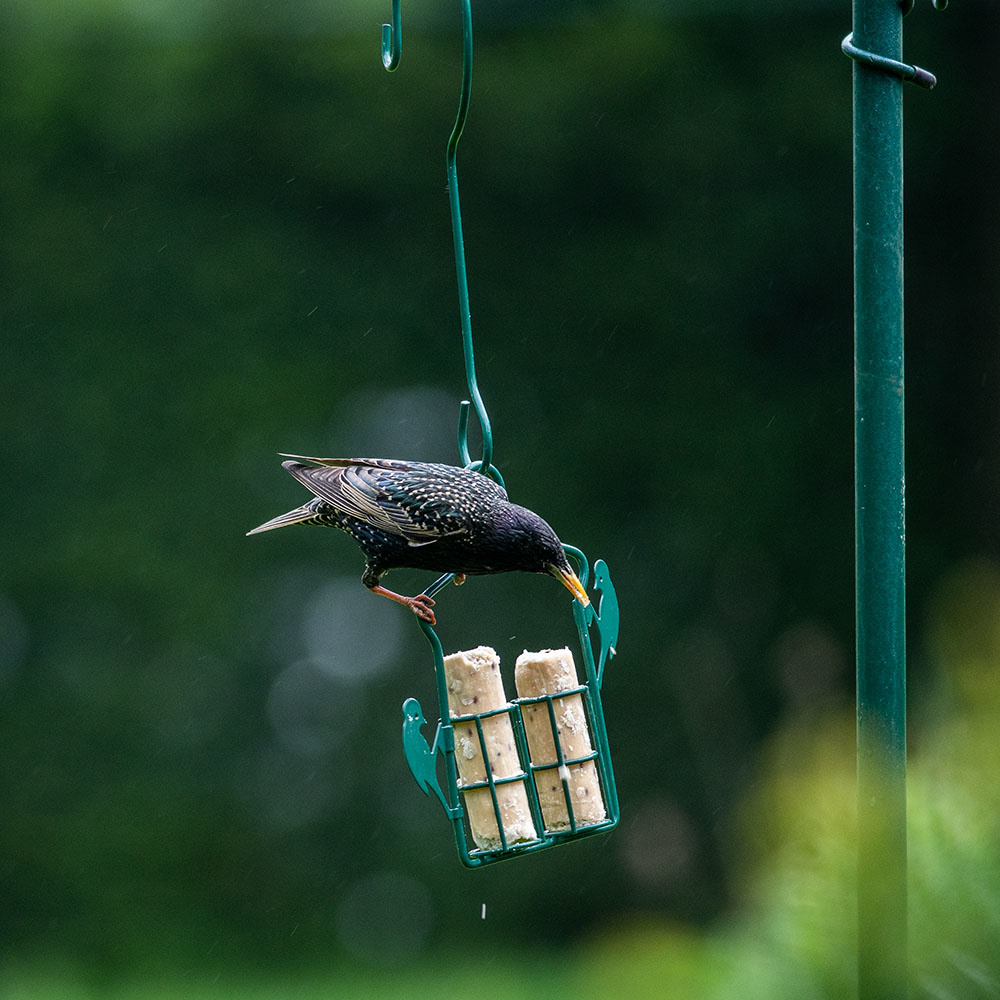 Energierollen mit Insektenfett (6 Stück)