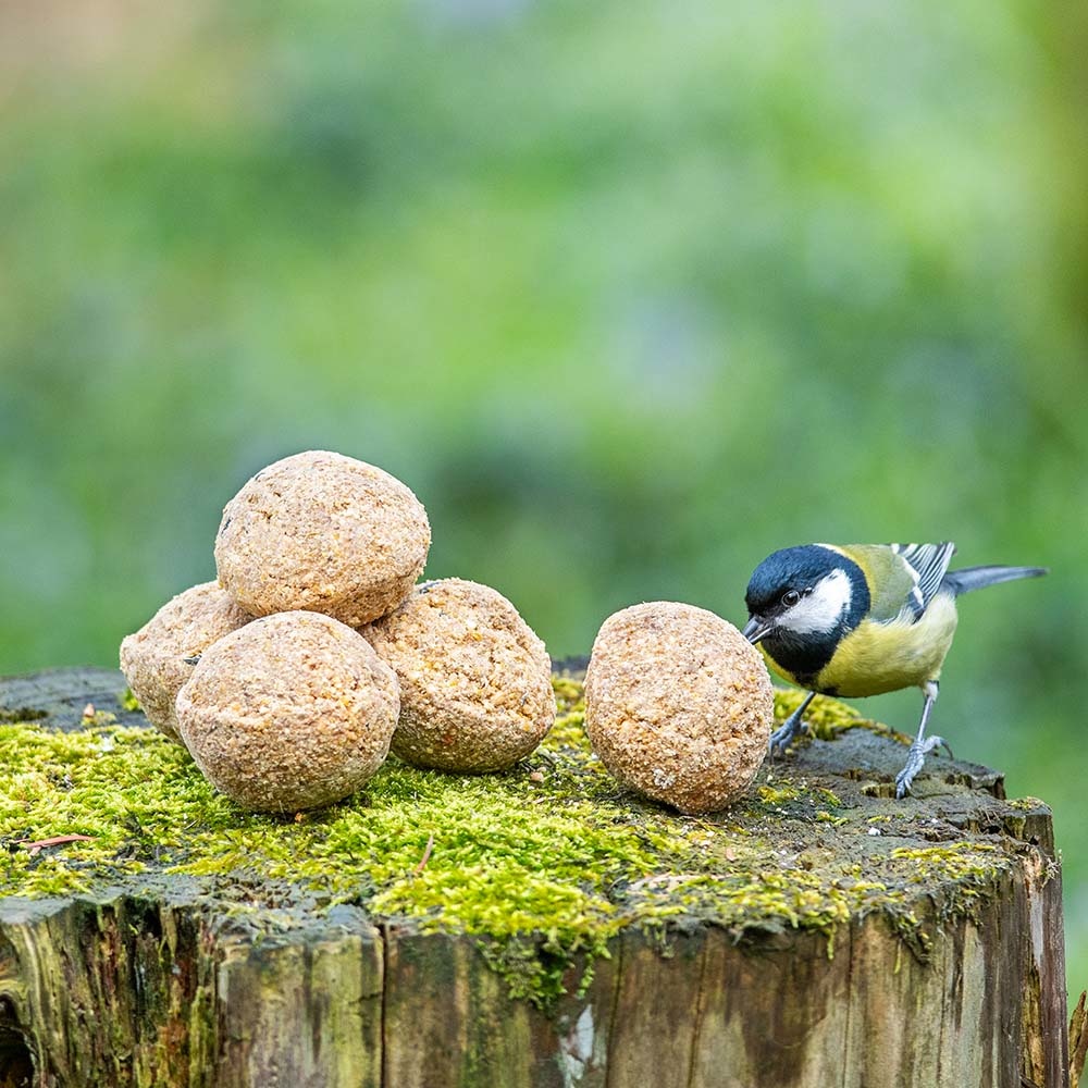 Fuglemat meiseboller med insektsfett 6 stk