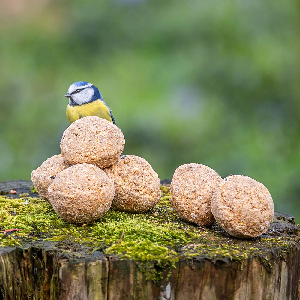 Fuglemat meiseboller med insektsfett 6 stk