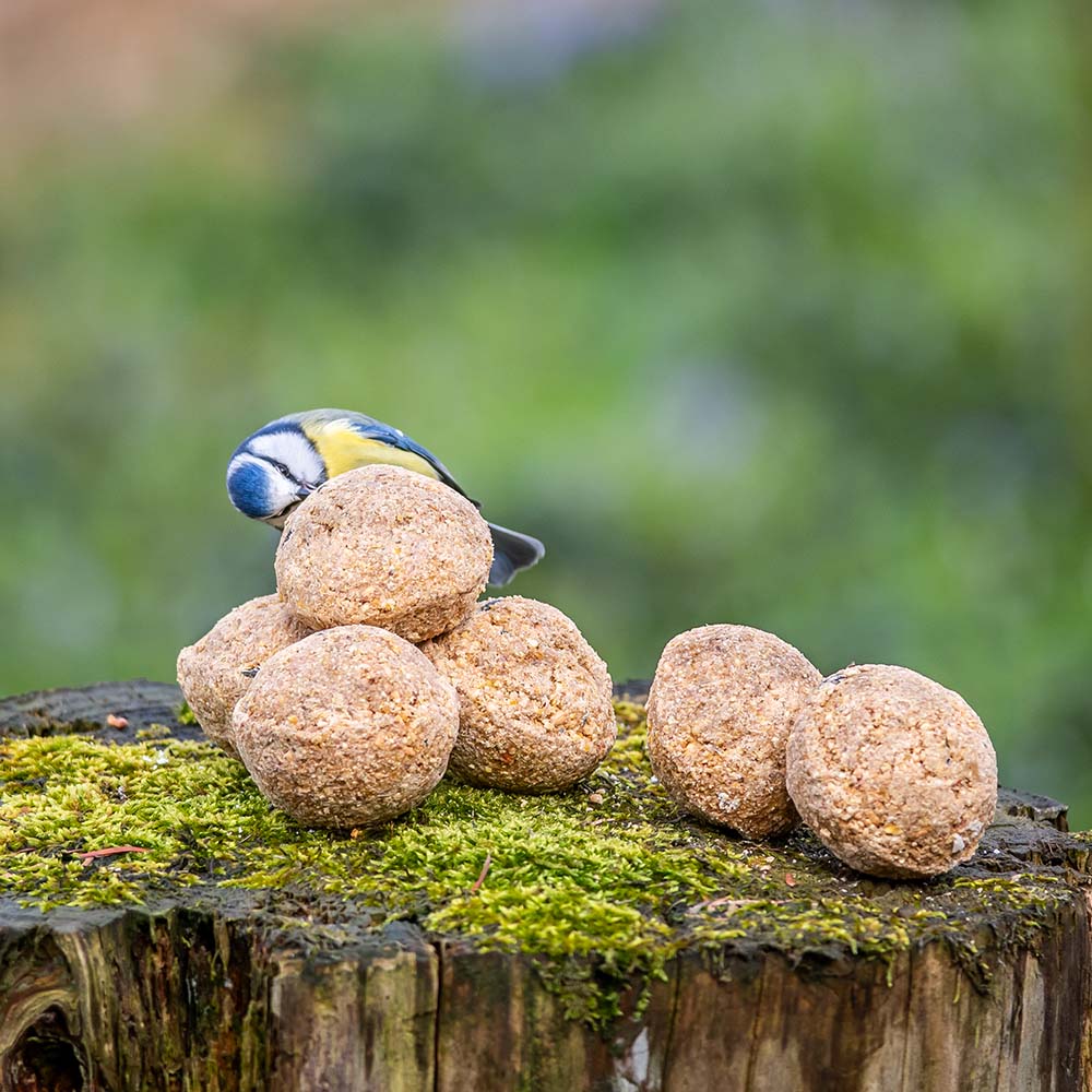 Meisenknödel mit Insektenfett 6 Stück