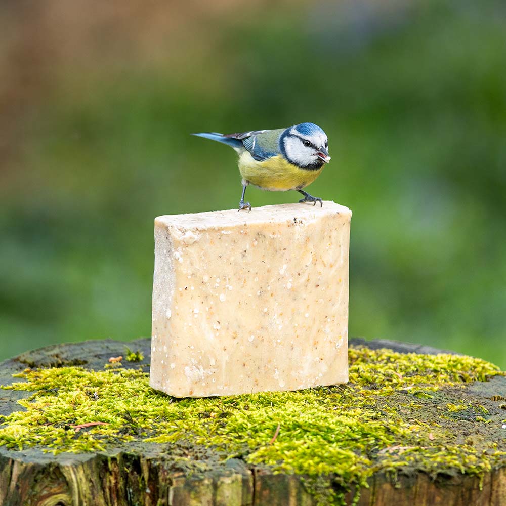 Suet Block with Insect Fat