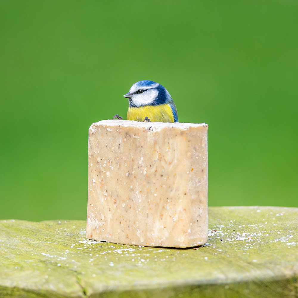 Suet Block with Insect Fat