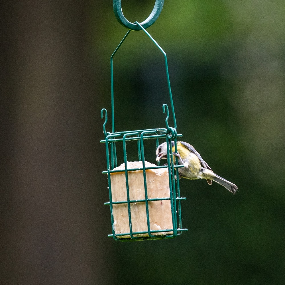 Energiblokk med insektsfett