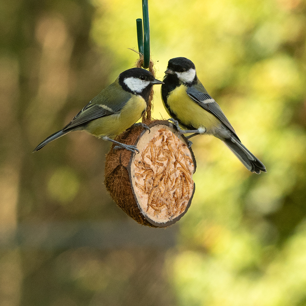 Kokosnuss mit Mehlwürmern, halb