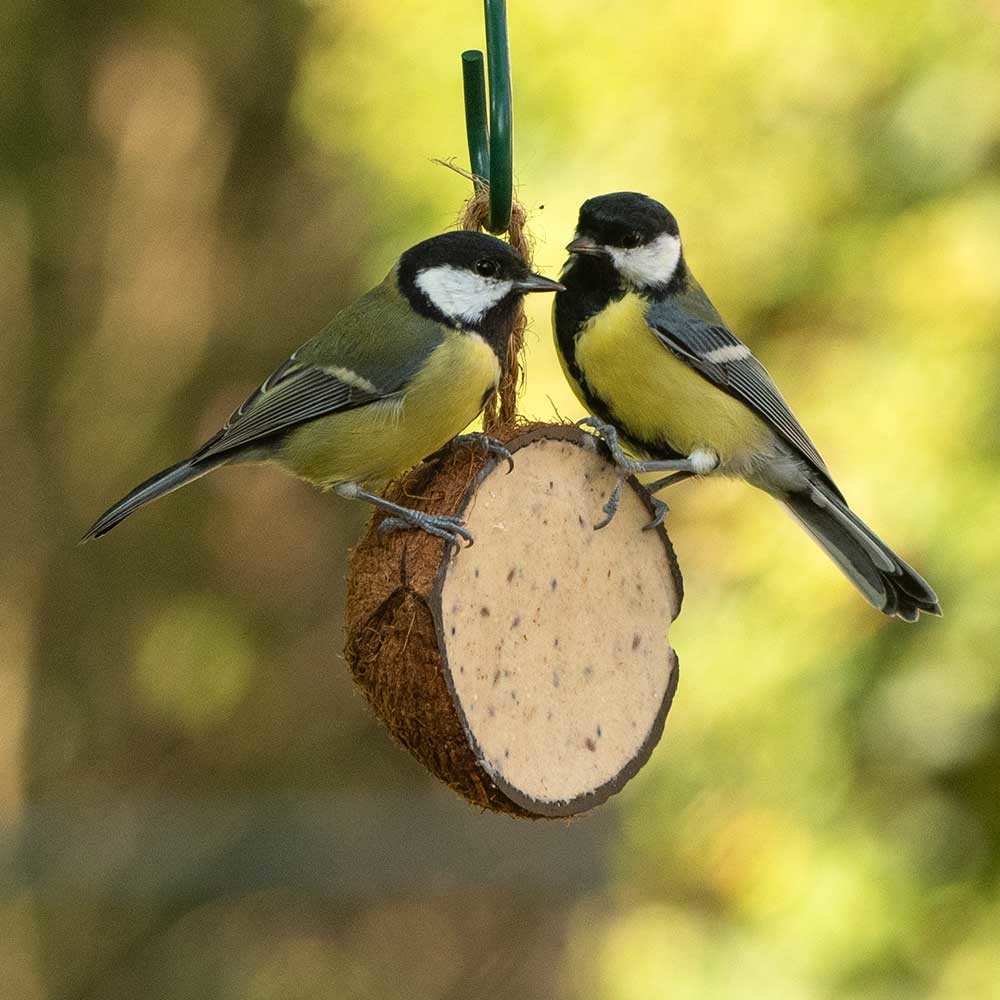 Fuglemat halv kokosnøtt med melorm og insekter