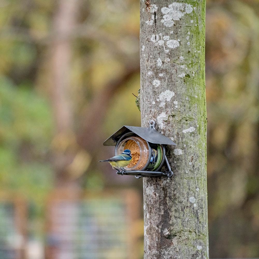 Pindakaas voor vogels, rijk aan eiwitten