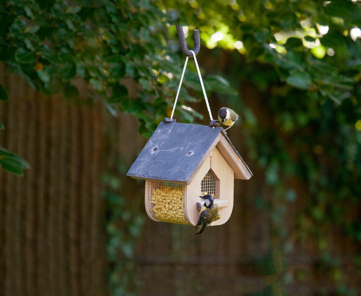 Leckerbissen mit Insekten