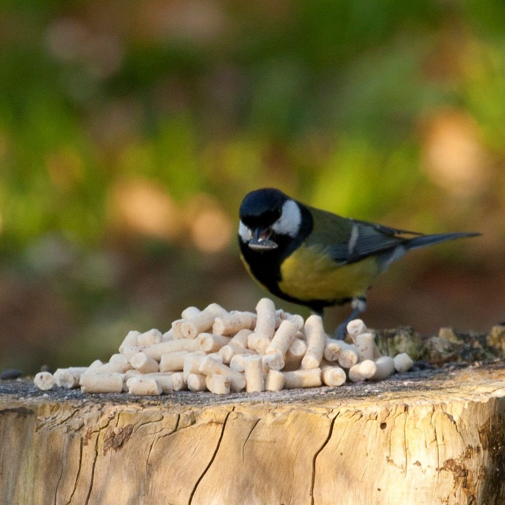 Fuglemat pellets med melorm