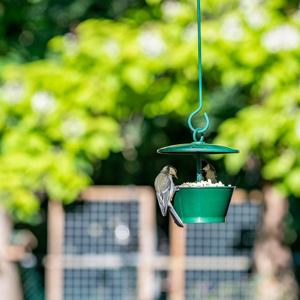 Fedtpiller med insekter