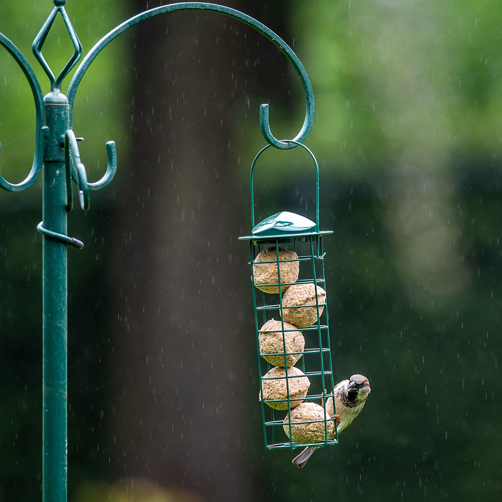 Starter-Set mit 6 Insektenfett-Meisenknödeln und Halter