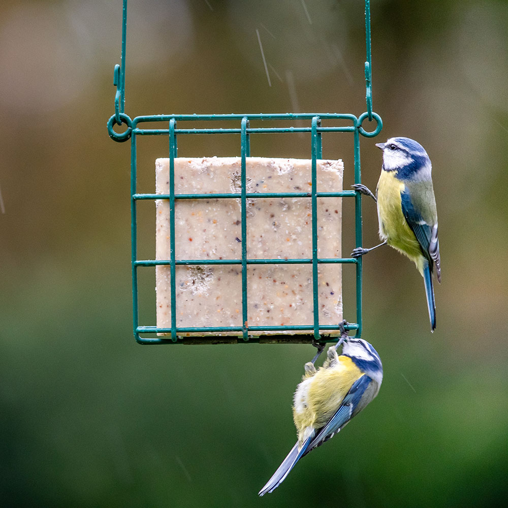 Suet Block with Seed Mix 300g