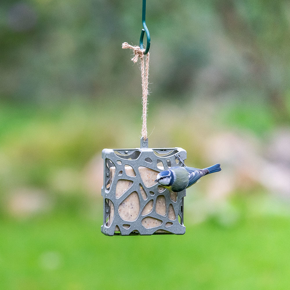 Suet Cake Square with Seeds