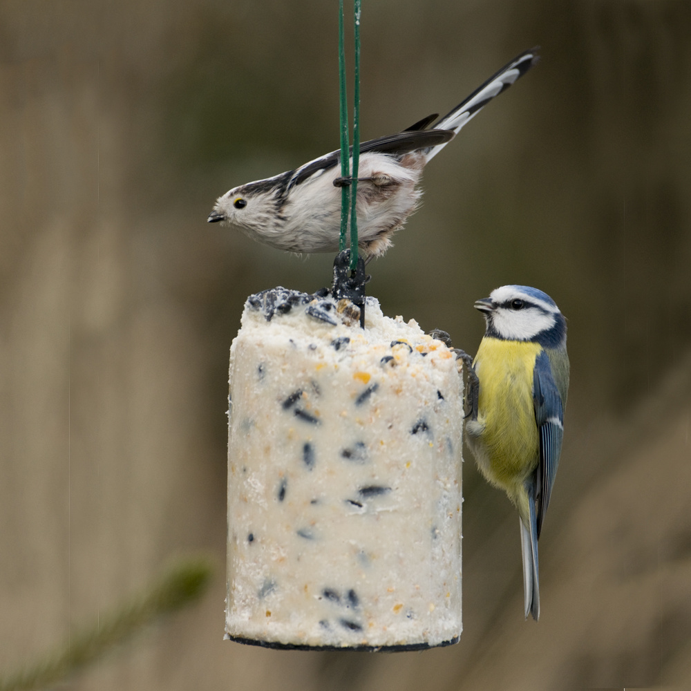 Hi Energy Peanut Cake with Seeds 500ml Tube