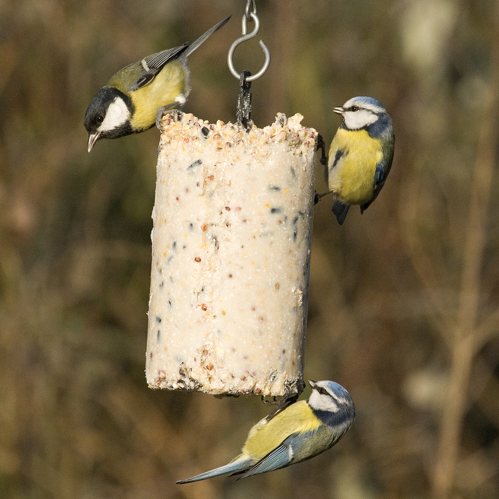 Fågelmat energikaka med insekter (500 ml)