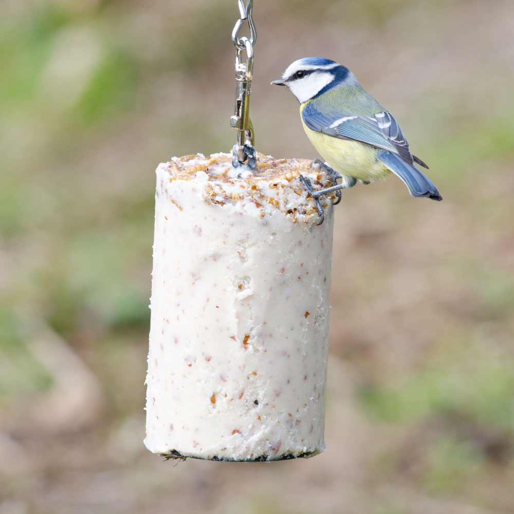 Premium Energiekuchen mit Mehlwürmern 500/ 1000 ml