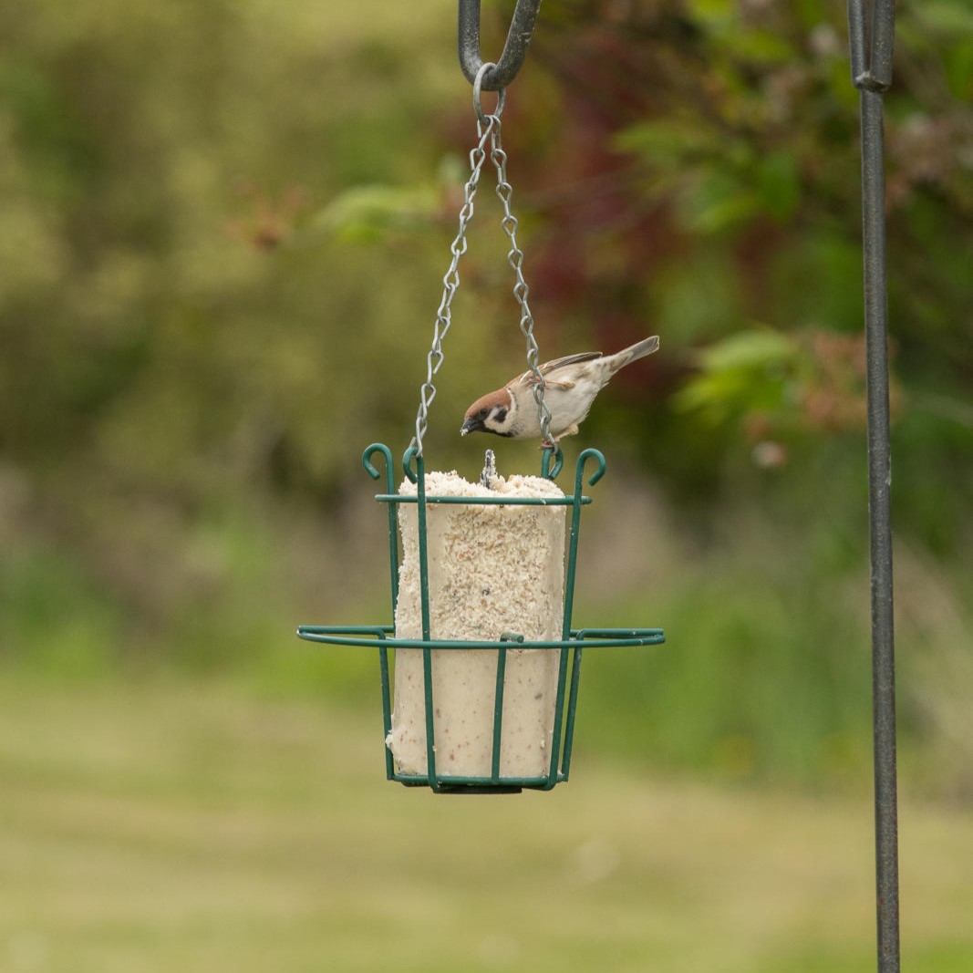 Insect Peanut Cake Tube (1 litre)