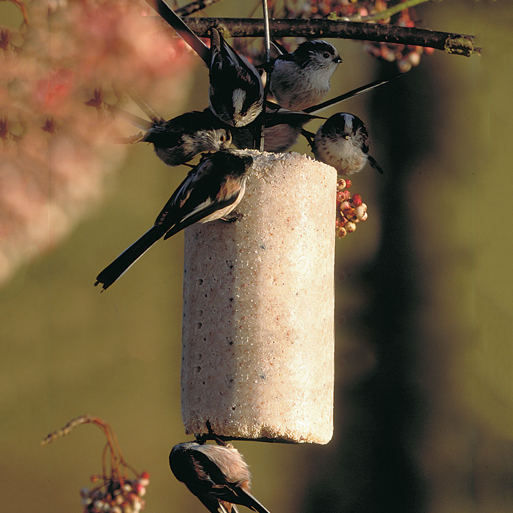 Insect Peanut Cake Tube (1 litre)