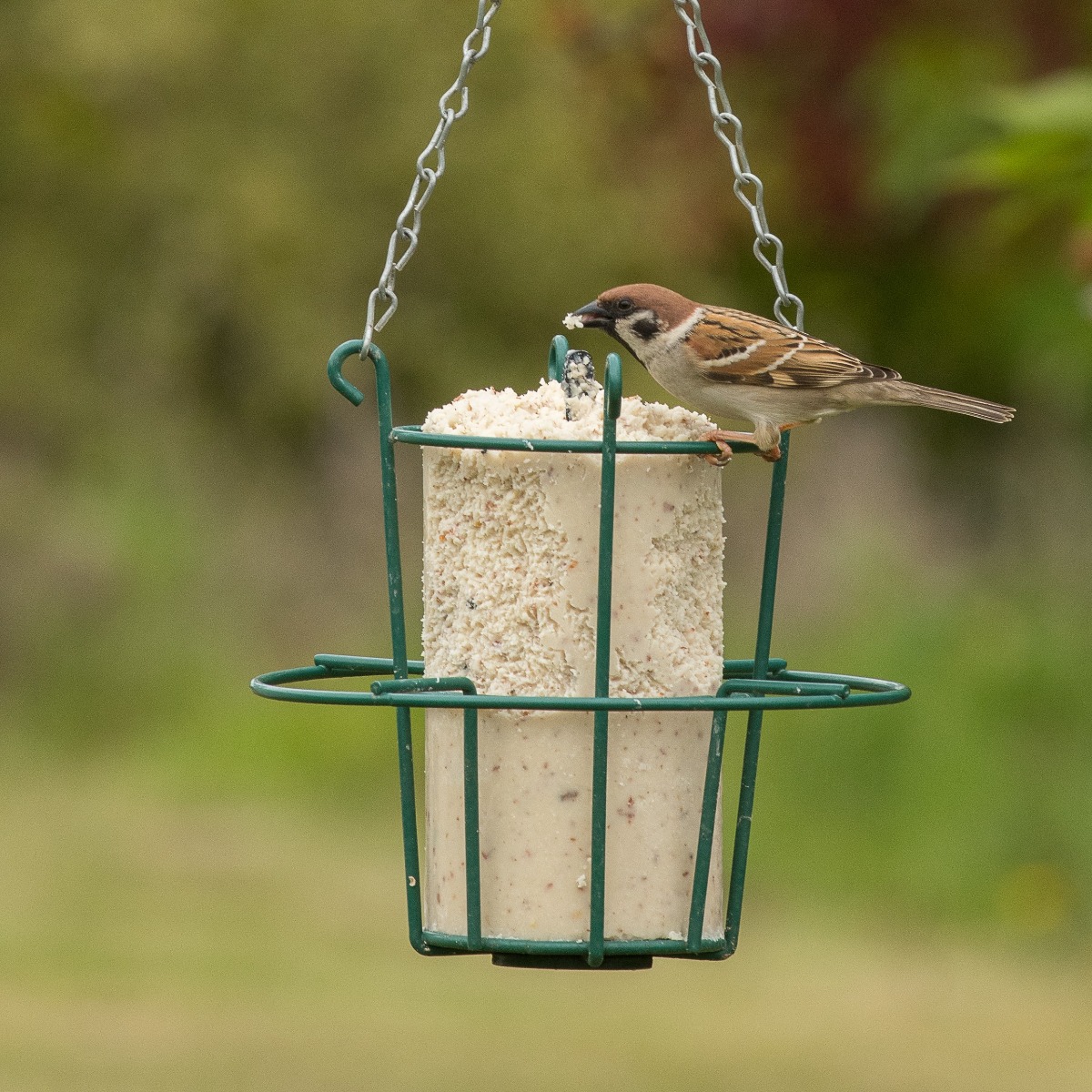 Insect Peanut Cake Tube (1 litre)