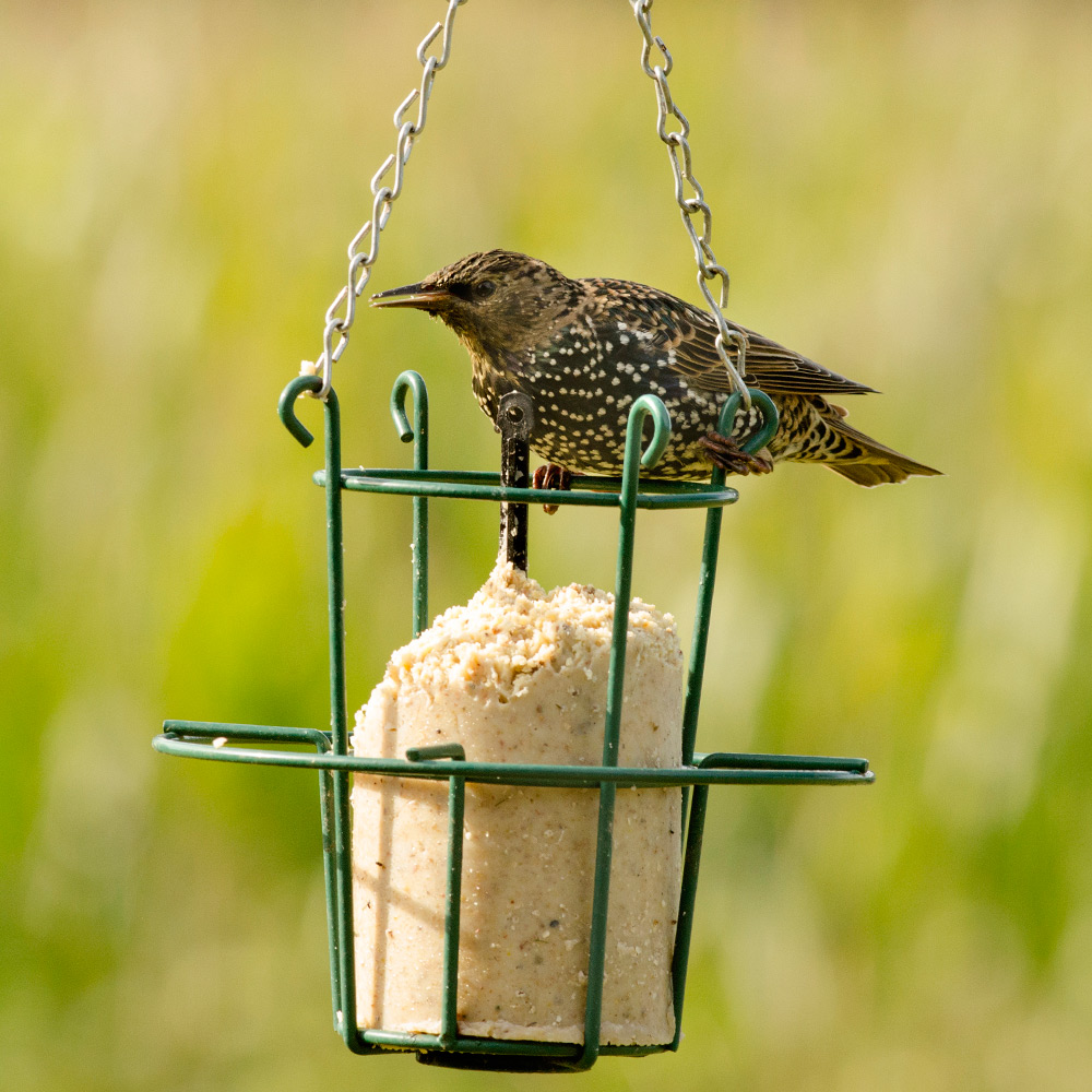 Premium pindacake voor Spreeuwen en Lijsters 1000 ml