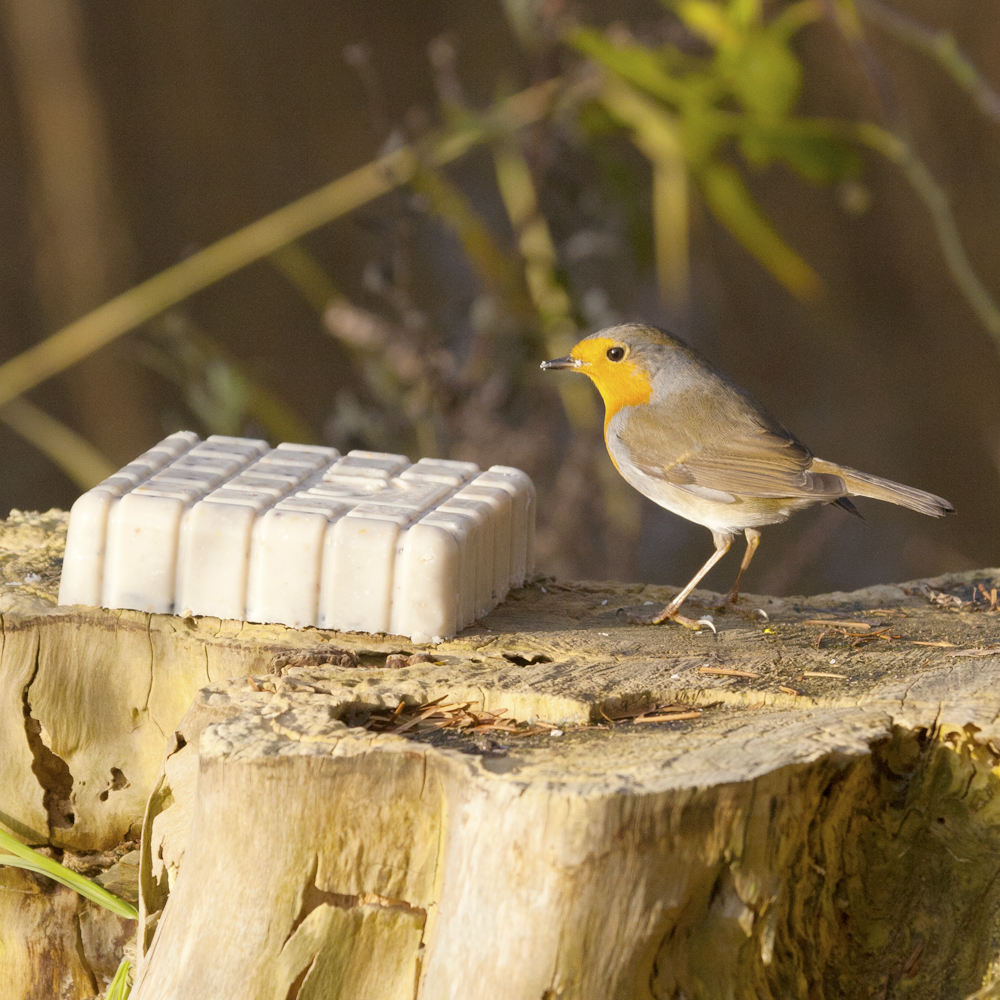 Peanut Cake Square with Mealworms