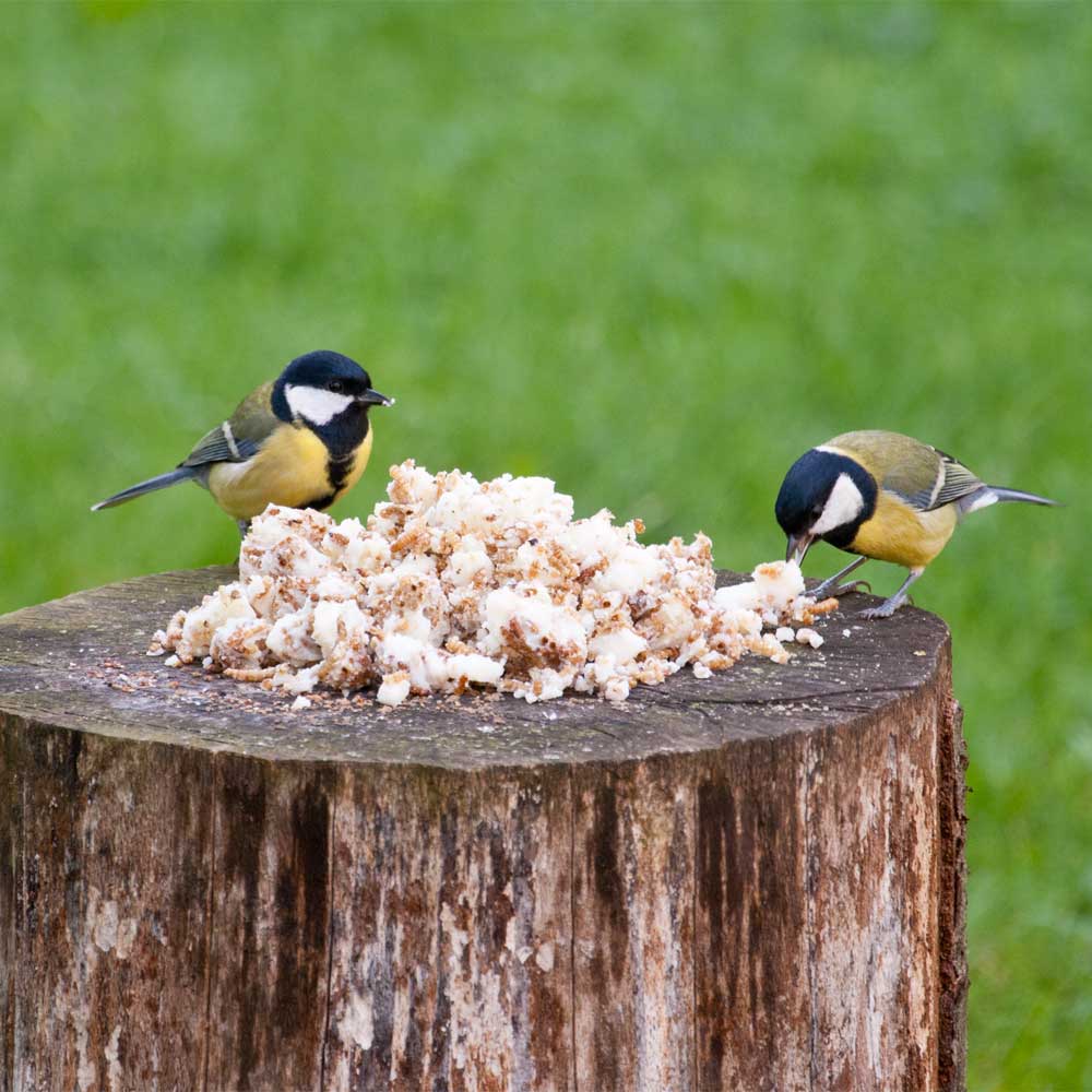 Hi-Energy Mealworm Treats