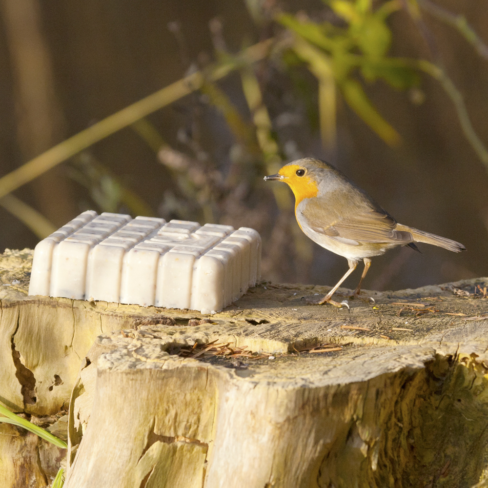 Peanut Cake Square with Seeds for Birds