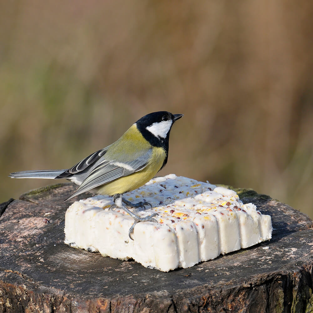 Peanut Cake Square with Seeds for Birds